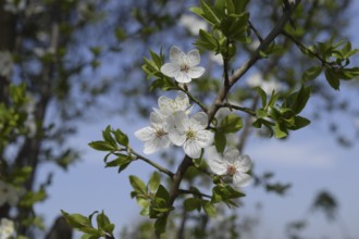 Flowering plum garden. Taman, Krasnodar Krai, Russia