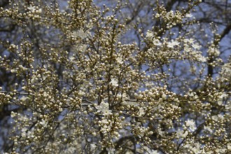 Flowering plum garden. Taman, Krasnodar Krai, Russia