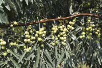 Elaeagnus commutata. Taman, Krasnodar Krai, Russia