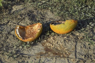 Chopped old rotten melon. An abandoned field of watermelons and melons. Rotten watermelons. Remains