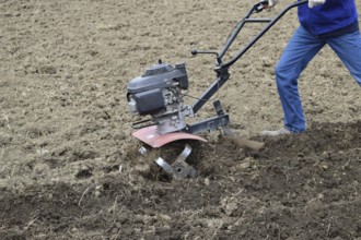 Planting potatoes under the walk-behind tractor. Atyrau, Kazakhstan