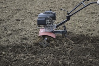 Planting potatoes under the walk-behind tractor. Atyrau, Kazakhstan