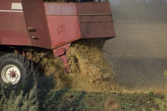 The old combine harvester harvests wheat. Atyrau, Kazakhstan