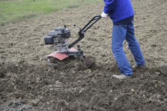 Planting potatoes under the walk-behind tractor. Atyrau, Kazakhstan