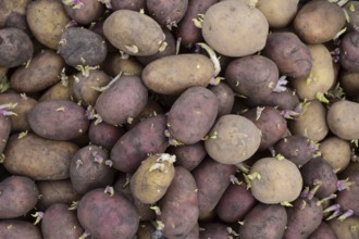 Germinated seed potatoes. Atyrau, Kazakhstan