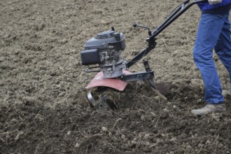 Planting potatoes under the walk-behind tractor. Atyrau, Kazakhstan