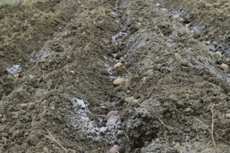 Planting potatoes in the garden. Atyrau, Kazakhstan