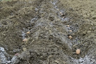Planting potatoes in the garden. Atyrau, Kazakhstan