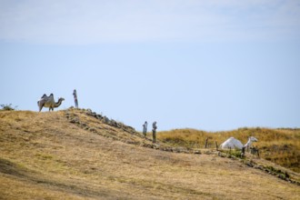 A camel on a hill with dry grass. Taman, Krasnodar Krai, Russia