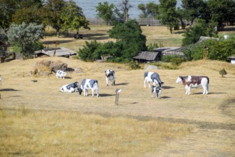 Plastic cow mannequins graze on the lawn. Taman, Krasnodar Krai, Russia