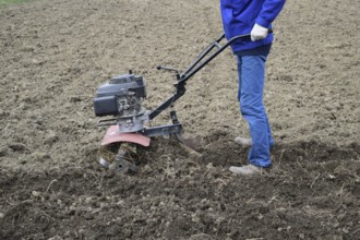 Planting potatoes under the walk-behind tractor. Atyrau, Kazakhstan
