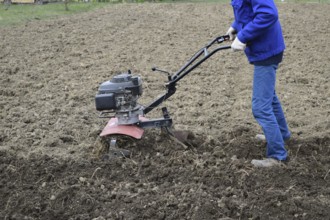 Planting potatoes under the walk-behind tractor. Atyrau, Kazakhstan