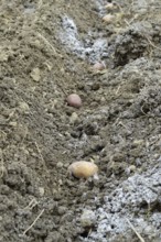 Planting potatoes in the garden. Atyrau, Kazakhstan