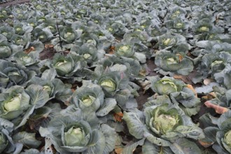 Cabbage field. Cultivation of cabbage in an open ground in the field. Taman, Krasnodar Krai, Russia