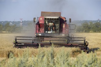 The old combine harvester harvests wheat. Taman, Krasnodar Krai, Russia