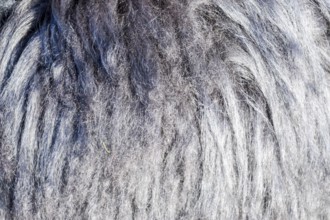 Background of sheep wool on a hat. Krasnodar, Russia