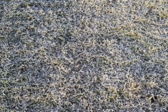Background of frosted grass. Krasnodar, Russia