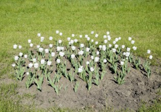 A flower bed with white tulips. White tulips, bulbous plants. Krasnodar, Russia