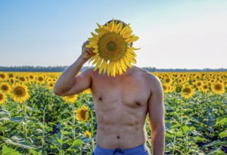 A man with a naked torso in a field of sunflowers. Taman, Krasnodar Krai, Russia