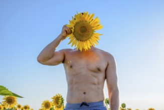 A man with a naked torso in a field of sunflowers. Taman, Krasnodar Krai, Russia