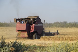 The old combine harvester harvests wheat. Krasnodar, Russia