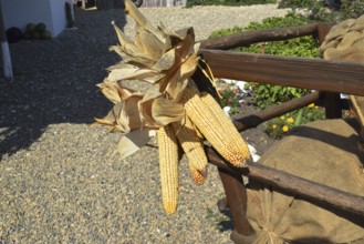 Hanging ears of yellow corn.Taman, Krasnodar Krai, Russia