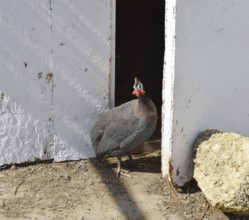 Guinea fowl in a cage. Taman, Krasnodar Krai, Russia