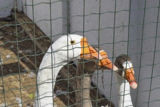Geese in the cell enclosure. Taman, Krasnodar Krai, Russia