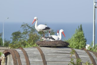Toy nest of a stork with birds on it. Taman, Krasnodar Krai, Russia