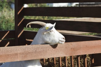 Horned goat over the fence. Taman, Krasnodar Krai, Russia