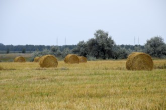 Haystacks rolled up in bales of alfalfa. Taman, Krasnodar Krai, Russia