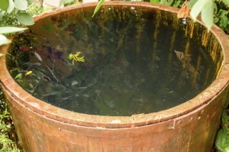 Wooden barrel filled with water. Taman, Krasnodar Krai, Russia