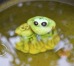 Statue of a toy frog with a frog underwater in a pond. Taman, Krasnodar Krai, Russia