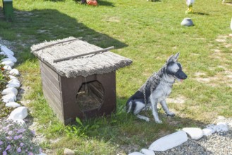 Booth with a dog dummy. Taman, Krasnodar Krai, Russia