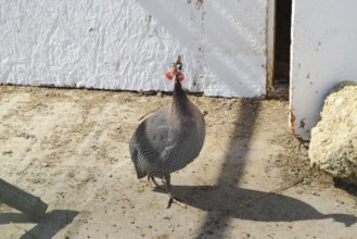 Guinea fowl in a cage. Taman, Krasnodar Krai, Russia
