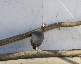 Guinea fowl in a cage. Taman, Krasnodar Krai, Russia