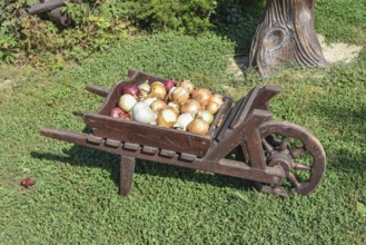 The bulbs of onions in the cart. Taman, Krasnodar Krai, Russia