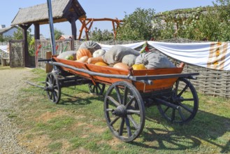 Ripe pumpkins in a cart. Taman, Krasnodar Krai, Russia