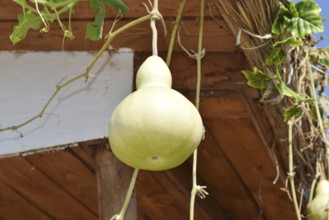 The fruits of bottle gourd. Taman, Krasnodar Krai, Russia