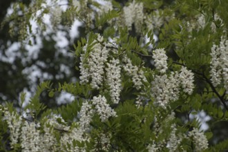 Flowering acacia white grapes. Taman, Krasnodar Krai, Russia