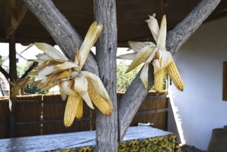 Hanging ears of yellow corn. Taman, Krasnodar Krai, Russia