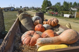 Ripe pumpkins in a cart. Taman, Krasnodar Krai, Russia