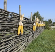 Hanging ears of yellow corn. Taman, Krasnodar Krai, Russia