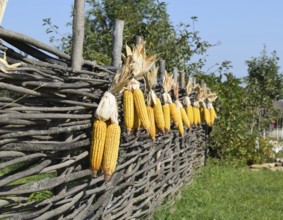 Hanging ears of yellow corn. Taman, Krasnodar Krai, Russia