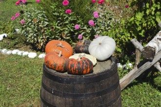 Multicolored pumpkins on a wooden barrel. Taman, Krasnodar Krai, Russia
