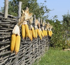 Hanging ears of yellow corn. Taman, Krasnodar Krai, Russia