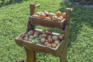The bulbs of onions in shelves cells. Taman, Krasnodar Krai, Russia