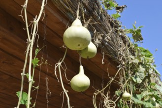 The fruits of bottle gourd. Growing tropical pumpkin. Taman, Krasnodar Krai, Russia