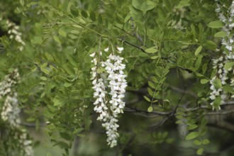 Flowering acacia white grapes. Taman, Krasnodar Krai, Russia