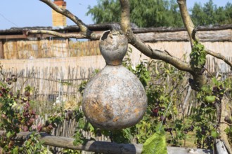 The fruits of bottle gourd. Growing tropical pumpkin. Taman, Krasnodar Krai, Russia
